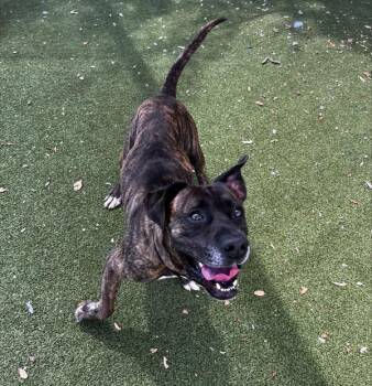 Bruce -  Mixed Breed and Pit Bull Terrier Dog for Adoption in Austin, Texas - Bruce | PetCurious