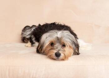 Preston -  Yorkshire Terrier and Shih Tzu Dog for Adoption in Frisco, Texas - Preston | PetCurious