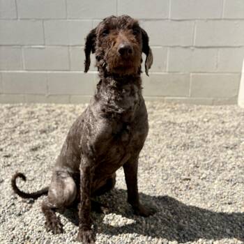 Poodle and Mixed Breed Dogs Available for Adoption - Bessy | PetCurious