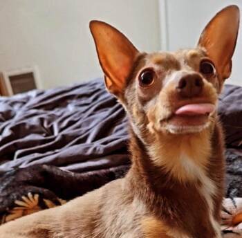 Calvin -  Chihuahua and Miniature Pinscher Dog for Adoption in Eugene, Oregon - Calvin | PetCurious