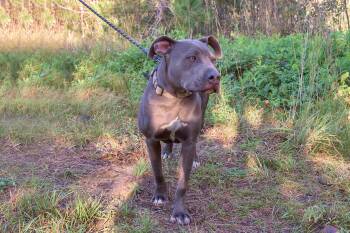 Rescue Pit Bull Terrier Dogs for Adoption in Blair, Nebraska - Scarlett | PetCurious