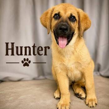 Hunter -  Black Mouth Cur Dog for Adoption in Shreveport, Louisiana - Hunter | PetCurious