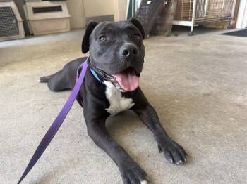 MOOKIE -  Pit Bull Terrier and Mixed Breed Dog for Adoption in Mckinleyville, California - MOOKIE | PetCurious
