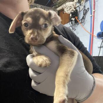 Polly Pocket -  Chihuahua Dog for Adoption in Savannah, Georgia - Polly Pocket | PetCurious