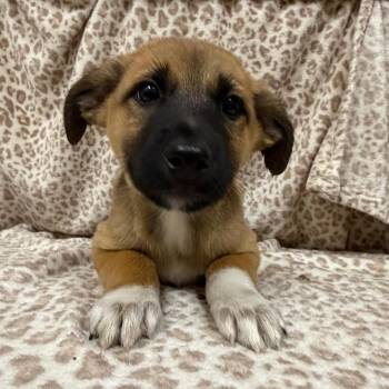 Garnet 54598 -  Cattle Dog and Mixed Breed Dog for Adoption in Las Vegas, Nevada - Garnet 54598 | PetCurious