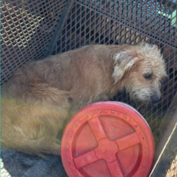 Rescue Terrier and Mixed Breed Dogs for Adoption in Austin, Texas - Yosemite Sam | PetCurious