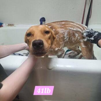 Maisie -  Yellow Labrador Retriever Dog for Adoption in Madill, Oklahoma - Maisie | PetCurious