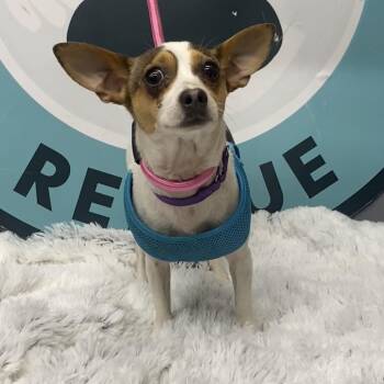 Lutsen D11938 -  Chihuahua and Rat Terrier Dog for Adoption - Lutsen D11938 | PetCurious