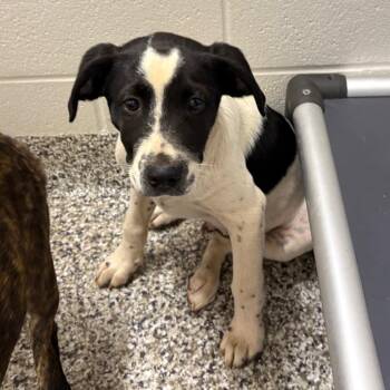 Pit Bull Terrier Dogs Available for Adoption in Morganton, North Carolina - Rice Krispies | PetCurious