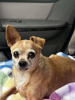 Rescue Chihuahua Dogs for Adoption in Snyder, Texas - Peanut | PetCurious