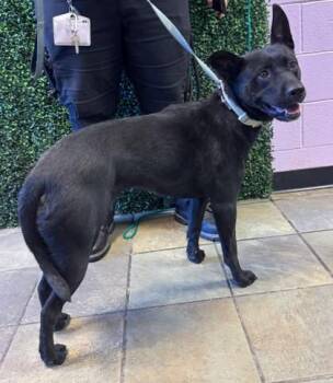 61328001 -  Mixed Breed Dog for Adoption in El Paso, Texas - 61328001 | PetCurious
