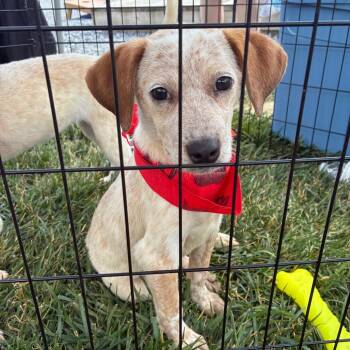 July -  Jack Russell Terrier and Mixed Breed Dog for Adoption - July | PetCurious