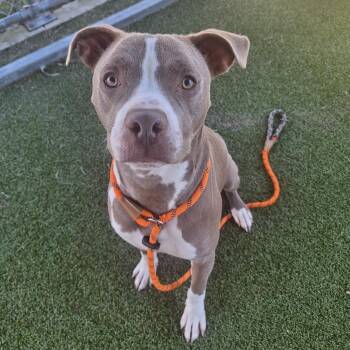 Rescue Mixed Breed Dogs for Adoption in Cape Girardeau, Missouri - Clarence | PetCurious