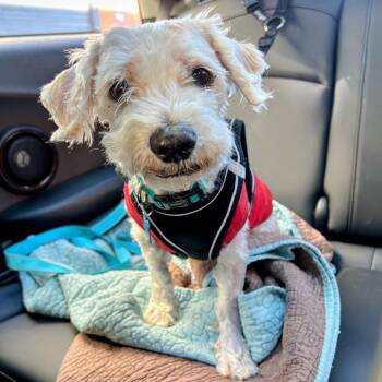 Board Shorts 14364 -  Miniature Poodle Dog for Adoption in San Francisco, California - Board Shorts 14364 | PetCurious