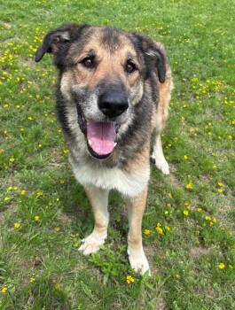 Tane -  Great Pyrenees and Shepherd Dog Available for Adoption in Little Rock, Arkansas - Tane | PetCurious
