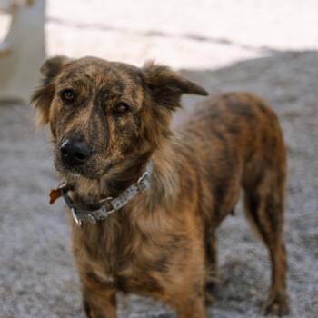 Dutch Shepherd Dogs Available for Adoption in Cincinnati, Ohio - Tika | PetCurious