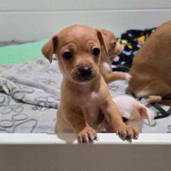 Chihuahua and Mixed Breed Dogs Available for Adoption in Boerne, Texas - Amelia | PetCurious