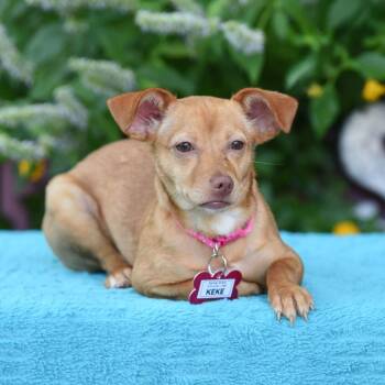 Keke -  Chihuahua and Terrier Dog for Adoption in Wake Forest, North Carolina - Keke | PetCurious