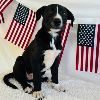 Lemonade -  Husky and Mixed Breed Dog for Adoption in South Elgin, Illinois - Lemonade | PetCurious