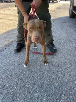 Andy -  Pit Bull Terrier Dog for Adoption in Victorville, California - Andy | PetCurious