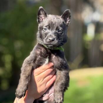 Belgian Shepherd Malinois Dogs Available for Adoption in Bellingham, Washington - Malcolm (black Martingale) | PetCurious