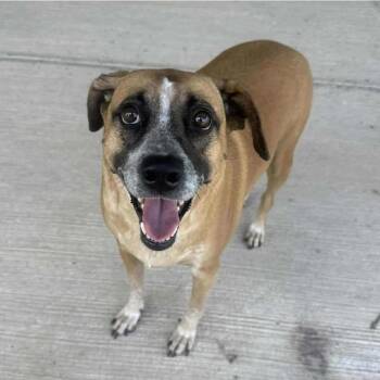 Rescue Labrador Retriever and Black Mouth Cur Dogs for Adoption in Portland, Oregon - Mocha | PetCurious