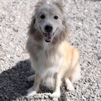 Daisy -  Mixed Breed Dog for Adoption in Medford, Oregon - Daisy | PetCurious