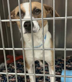 Hound Dogs Available for Adoption - Gazebo | PetCurious