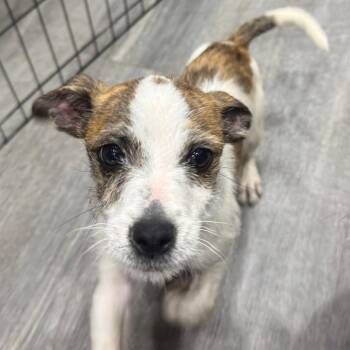 Terrier and Mixed Breed Dogs Available for Adoption in Corpus Christi, Texas - Zoomie | PetCurious