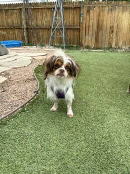 Shih Tzu Dogs Available for Adoption in Fort Lupton, Colorado - JTT | PetCurious