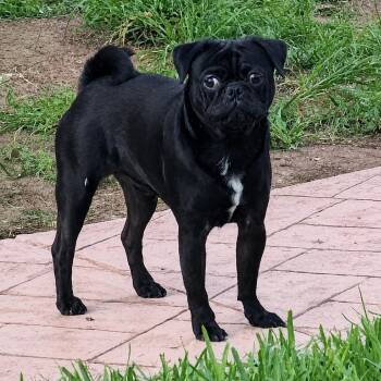 Naveen -  Pug Dog for Adoption in Floresville, Texas - Naveen | PetCurious