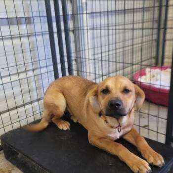 Tori -  Mixed Breed Dog for Adoption in Smithfield, North Carolina - Tori | PetCurious