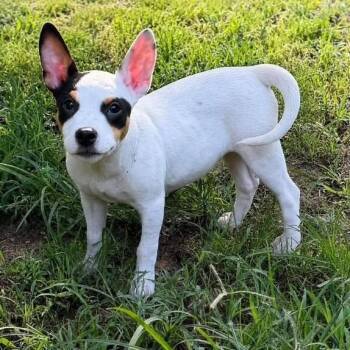 Josette -  Rat Terrier Dog for Adoption in Williston, Vermont - Josette | PetCurious