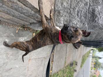 Rescue Pit Bull Terrier Dogs for Adoption in East Orange, New Jersey - Misty | PetCurious