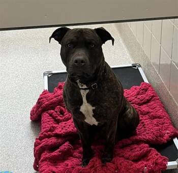 Boxer and Mixed Breed Dogs Available for Adoption - SKEDADDLE | PetCurious