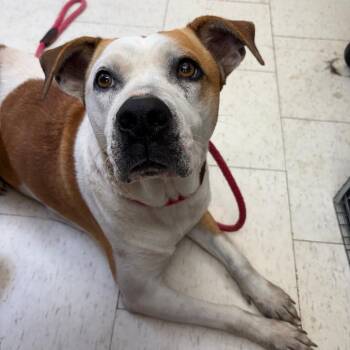 Mixed Breed Dogs Available for Adoption - Uni | PetCurious