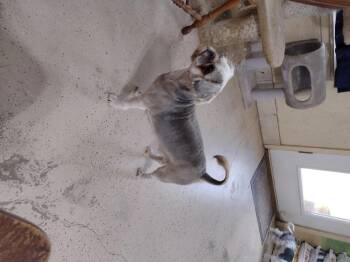 Rescue Shih Tzu Dogs for Adoption in Mineola, Texas - Chewy | PetCurious