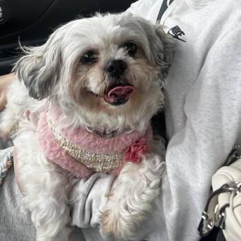 Honeybun -  Shih Tzu Dog for Adoption in South Elgin, Illinois - Honeybun | PetCurious