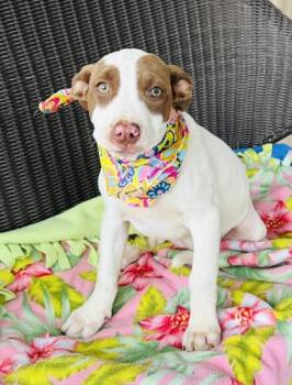 Mixed Breed Dogs Available for Adoption in Seneca, South Carolina - Shirley $125 | PetCurious