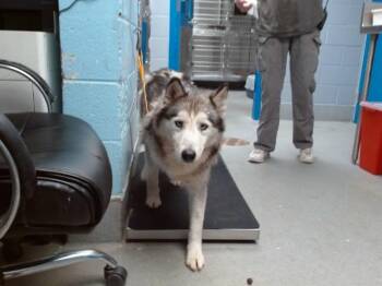 MORRISON -  Husky and Mixed Breed Dog for Adoption in Albuquerque, New Mexico - MORRISON | PetCurious