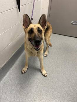 MADDIE -  German Shepherd Dog Dog for Adoption in Indianapolis, Indiana - MADDIE | PetCurious