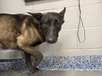 A1938560 -  Belgian Shepherd Malinois Dog for Adoption in Thousand Palms, California - A1938560 | PetCurious