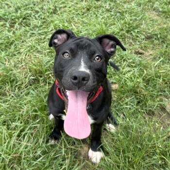 Zelda -  Terrier Dog for Adoption in Daphne, Alabama - Zelda | PetCurious