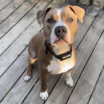 American Staffordshire Terrier Dogs Available for Adoption - Asta | PetCurious