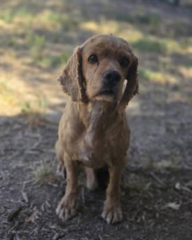 Calvin -  Cocker Spaniel Dog for Adoption in Jamestown, California - Calvin | PetCurious