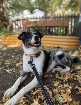 CIRCE -  Shepherd Dog for Adoption in Broomfield, Colorado - CIRCE | PetCurious