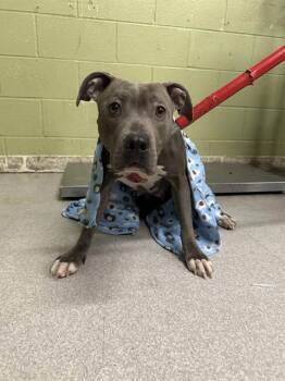 Pit Bull Terrier Dogs Available for Adoption in Indianapolis, Indiana - XENA | PetCurious