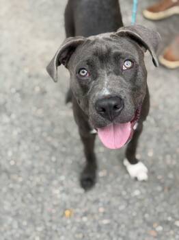 Axel Grease -  Pit Bull Terrier Dog for Adoption in Petersburg, Virginia - Axel Grease | PetCurious