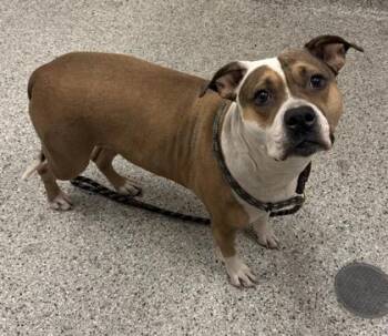 Pamela -  Pit Bull Terrier and Mixed Breed Dog for Adoption in Kansas City, Missouri - Pamela | PetCurious