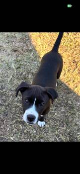 Pit Bull Terrier Dogs Available for Adoption in Zimmerman, Minnesota - Nellie | PetCurious